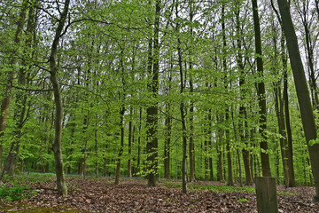Fototapeta premium Halle, la Foresta di Hallerbos - Brabante del Belgio