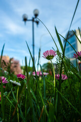 Daisy flowers meadow white summer flowers, beautiful closeup of daisies in the grass 