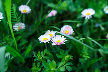 Daisy flowers meadow white summer flowers, beautiful closeup of daisies in the grass 