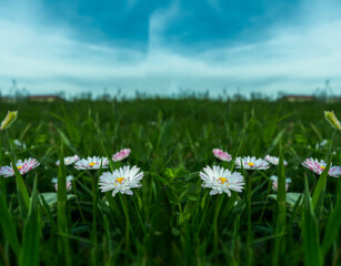 Daisy flowers meadow white summer flowers, beautiful closeup of daisies in the grass 