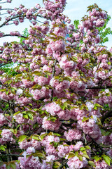 sakura tree, sakura flower close up