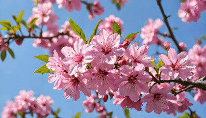 Fototapeta premium Fleurs de cerisier en floraison sous un ciel bleu