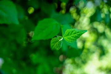 Leaf Background closeup, green leaves on a branch