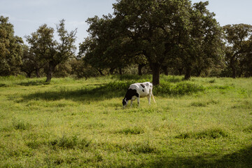 Cow standing in grass by trees.