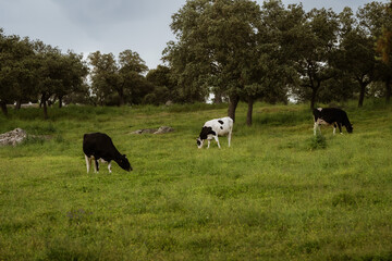 Three cows grazing in a lush green pasture.