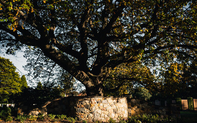 Tree in the park