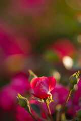 pink roses close up outdoor