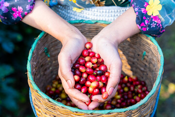Asian woman farmer hand picking and holding red cherry coffee beans in coffee plantation in Chiang...