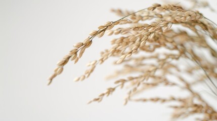 Rice ear in close up against a white background