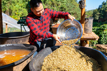 Asian man and woman farmer removing red cherry coffee beans shell in shelling machine. Farm worker...