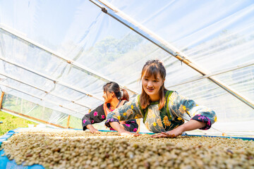 Asian woman farmer drying raw coffee beans in the sun at coffee plantation in Chiang Mai, Thailand....