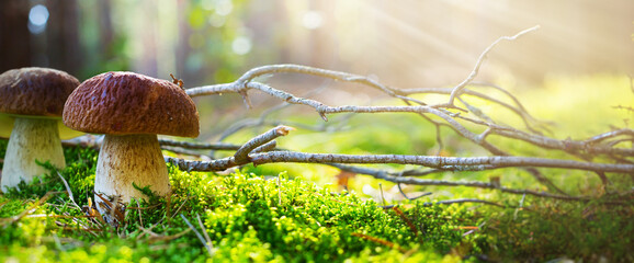 Art cep Porcini mushroom on the moss in summer sunny forest glade. Summer Nature background.