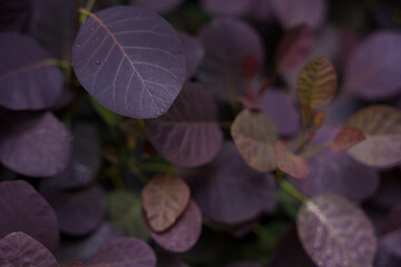 Wallpaper featuring purple foliage of cotinus coggygria with dew drops.