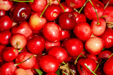 selective focus of organically grown ripe red cherries, spring fruit texture background