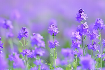 Obraz premium Vibrant purple wildflowers blooming in a field