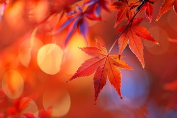 Vibrant autumn leaves in the sunlight
