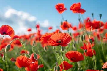 Obraz premium Vibrant red poppy field under a blue sky
