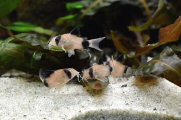Kirysek panda, Kirysek pandowaty (Corydoras panda)