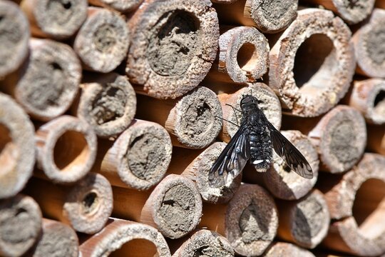 Much&oacute;wka z rodziny bujankowatych (Bombyliidae), pasożytująca w gniazdach pszcz&oacute;ł murarek - Czart smolisty (Anthrax anthrax)