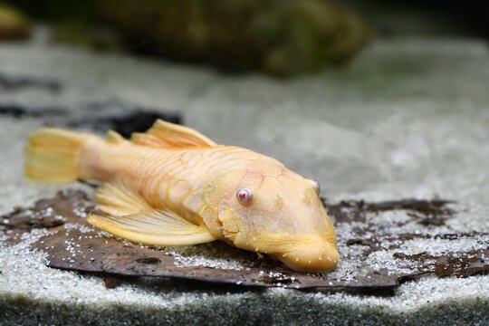 Duża samica zbrojnika  (Ancistrus sp.) albinos