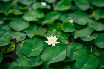 Serene water lily in lush green pond