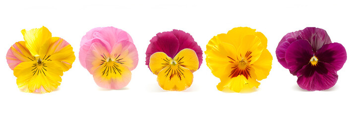  Flowers Isolated Row,
Colorful viola pansy flowers and leaves arranged on a white background