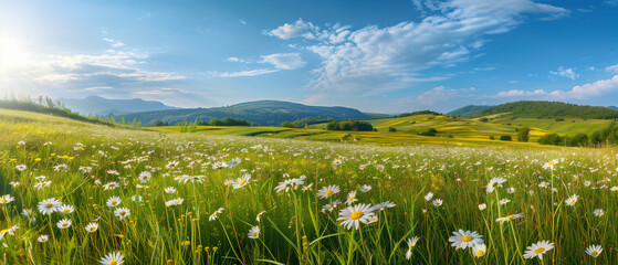 Pastoral field of grass and flowers in summer
