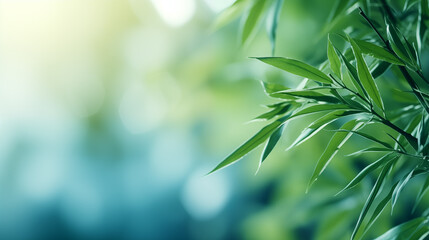 Bamboo leaves. The sun is shining through the leaves. Leaves are green and lush.