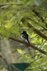 bird on the branch