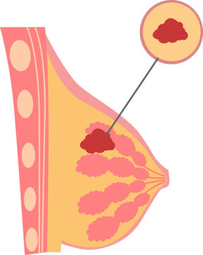 breast anatomy