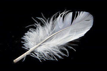 Obraz premium A white feather contrasted against a black background