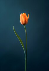 Vibrant orange tulip against a dark background