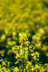 Obraz premium Rapeseed field at springtime, colza, brassica napus