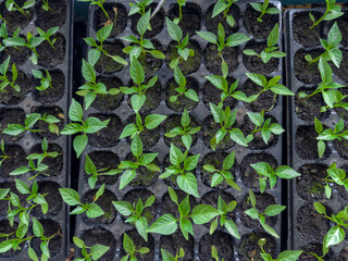 Bell pepper seedlings in ground in special cassettes, top view