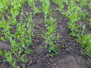 Plants of young pea on a field in overcast morning