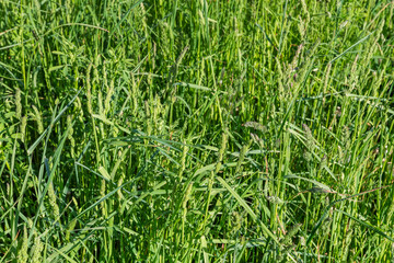 Different high grass with green ears on stems on meadow