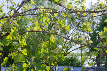 Fototapeta premium Branches of vine with young leaves and flower buds