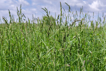 Stems of high grass with ears on meadow against sky
