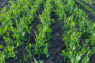 Rows of pea young plants on field in sunny evening