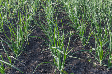 Young green onion growing on a field in spring evening