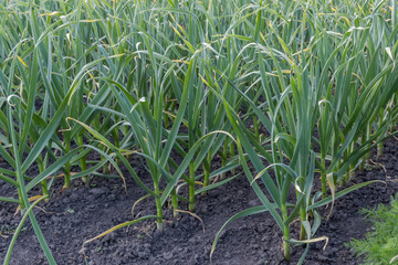 Green plants of the young garlic growing on field backlit