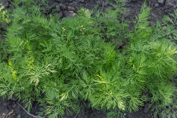 Young plants of the dill growing on field, top view