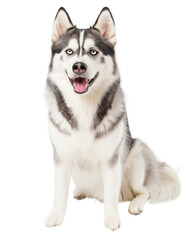 Fototapeta premium Siberian Husky isolate on transparent background