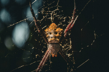 a spider with the scientific name Argiope appensa, a species of spider in the family Araneidae, in a web