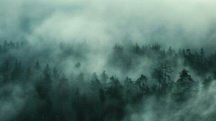 A forest of trees with fog rolling through the branches.