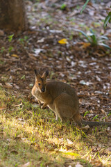 野生のワラビー、Wild Wallaby
