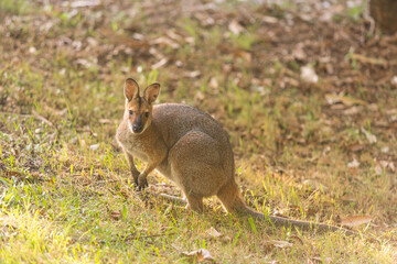 野生のワラビー、Wild Wallaby