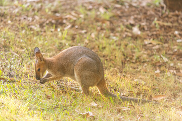 野生のワラビー、Wild Wallaby