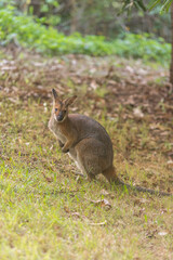 野生のワラビー、Wild Wallaby