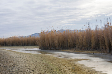 Tall yellow grass and cracked green earth by the lake. Mountains on background